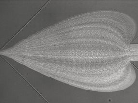 Schnelle Diagnose von Krankheiten mit neuartigem Bluttest