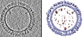 A 3D structure of 1918 influenza virus-like particles