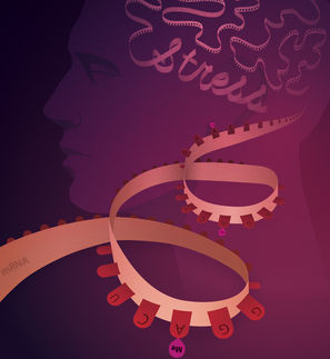 mRNA methylation is involved in stress response regulation and the etiology of stress-induced psychiatric disorders.