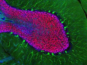 Methode zur Untersuchung der Genexpression könnte das Verständnis von Hirnerkrankungen verbessern