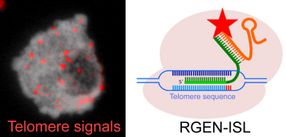 Illuminating the genome
