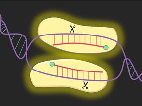 New protein for gene editing may improve disease treatment