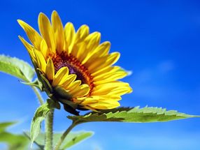 Sonnenblume