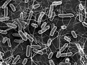Resistenzen können sich auch ohne Antibiotika-Einsatz verbreiten