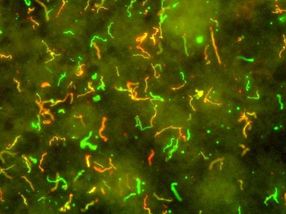 Scientists work toward a rapid point-of-care diagnostic test for Lyme disease