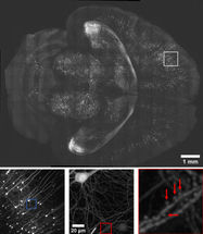 Synapses in 3D