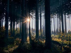 Aus Holz mach Bioplastik mach Holz
