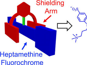 A molecular shield for near-infrared fluorescent dyes
