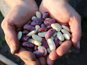 El suministro de proteínas del futuro - Sano y respetuoso con el clima