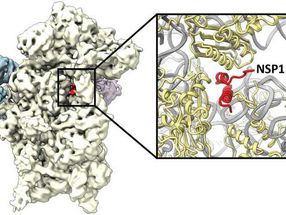Mechanismus entdeckt, wie das Coronavirus die Zelle kapert