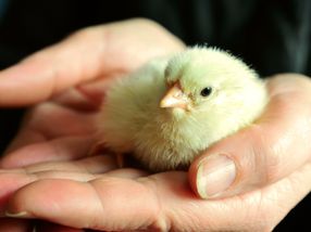 Evonik makes follow-on investment into In Ovo to support launch of gender-testing machine for eggs