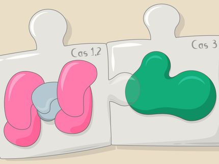Enzymes of a feather: CRISPR-Cas components work together to enhance protection from viruses