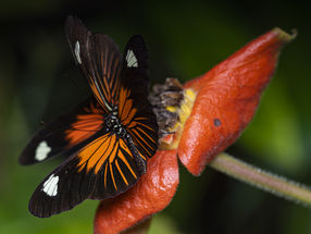 Piecing together the full picture of the genome