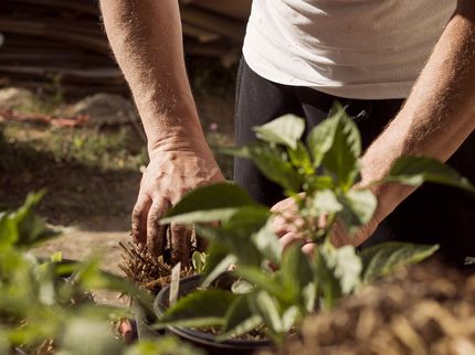 Nestlé desvela sus planes para apoyar la transición hacia un sistema alimentario regenerativo