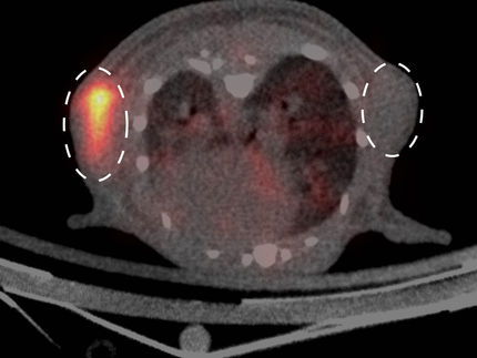 Método de etiquetado de células a partir de la microscopía adaptado para su uso en imágenes de cuerpo entero por primera vez