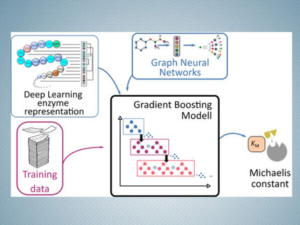 Schematic presentation of the prediction process for Michaelis constants of enzymes using deep learning methods
