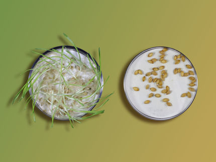 Cheers! Scientists have developed gene-edited barley that could better your beer