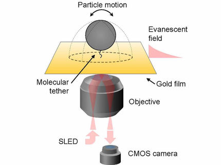 Un nuevo método de microscopía permite el seguimiento en 3D de 100 moléculas individuales a la vez