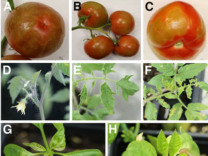 Neue Forschungsergebnisse bieten Einblicke in ein neu auftretendes Tomatenvirus - und Hinweise auf eine beliebte Resistenz