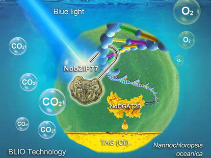Conversión de dióxido de carbono en biocombustibles a partir de microalgas