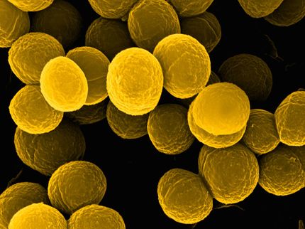 Un point positif pour le diagnostic microbiologique
