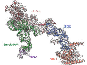 The ‘selenosome’: The choreography which governs recoding