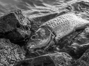 Oder-Fischsterben für Naturschützer Katastrophe - Ursachen ungeklärt