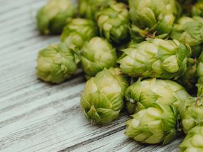 Botanicals: Diese Pflanzen können eine gesunde Ernährung ergänzen