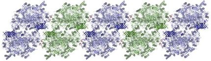 X-ray vision of photosynthesis