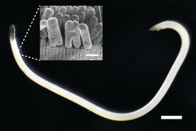 Copyright: Nikolaus Leisch, Nature Microbiology
