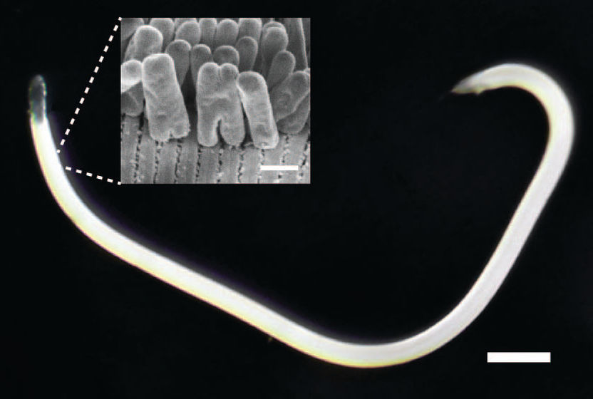 Copyright: Nikolaus Leisch, Nature Microbiology