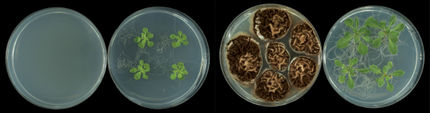Los microorganismos fitopatógenos emiten compuestos que fomentan el crecimiento de las plantas