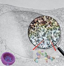 New 3-D imaging reveals how human cell nucleus organizes DNA and chromatin of its genome
