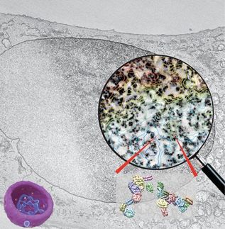 New 3-D imaging reveals how human cell nucleus organizes DNA and chromatin of its genome