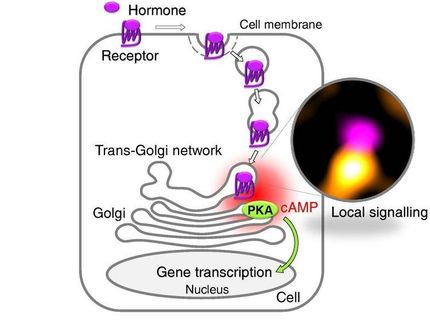 How receptors for medicines work inside cells