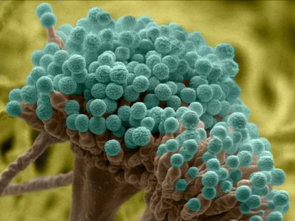 Immunsystem löst bei Pilzsporen Selbstmord-Mechanismus aus