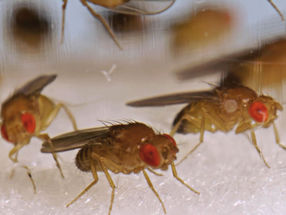 Frische Gene auf dem „verfallenden“ Y-Chromosom