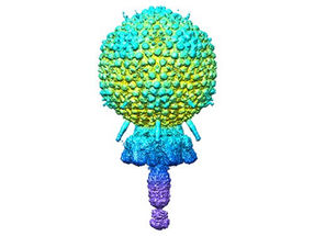 Atomare Struktur eines Staphylokokken-Bakteriophagen mittels Kryo-Elektronenmikroskopie sichtbar gemacht