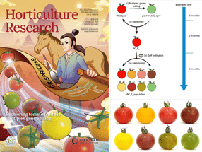 Revolutionary Gene Editing Technique Allows for Quick Customization of Tomato Cultivars with Unique Fruit Colors