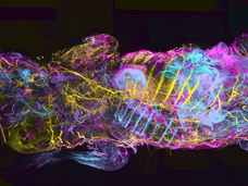 WildDISCO: Visualizing Whole Bodies in Unprecedented Detail