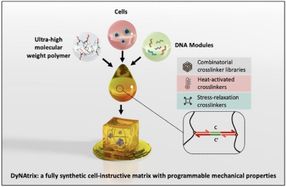 Programmable DNA hydrogels for advanced cell culture and personalized medicine