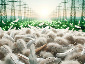 Produire de l'électricité propre avec des plumes de poulet