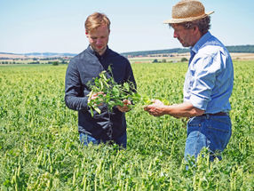 Nuevo segmento de negocio: Nordzucker invierte en proteínas vegetales
