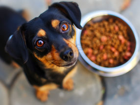 Ÿnsect: Das erste Unternehmen, das die Genehmigung für die Vermarktung von Mehlwurmproteinen für Hundefutter in den Vereinigten Staaten erhalten hat