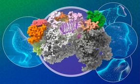 Nuevos datos sobre cómo la gripe aviar atraviesa la barrera de las especies