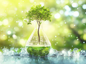 Les arbres sont-ils l'avenir de la production de produits chimiques industriels ?