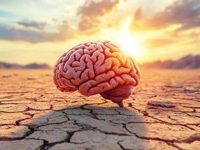Warm – wärmer – neuronales Dauerfeuer: Wie sich das Gehirn an Hitze gewöhnt