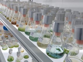 Chemische Verschmutzung bekämpfen: Gewässerreinigung mit Algen