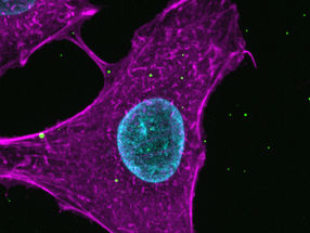 Virus bajo el supermicroscopio: cómo se comunican los virus de la gripe con las células
