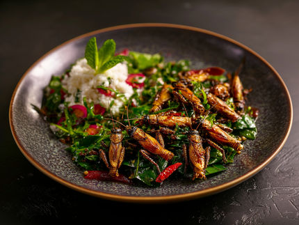 Insalata di alghe e farina di grilli: chi sceglierà alimenti proteici alternativi?